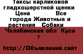 Таксы карликовой гладкошерстной щенки › Цена ­ 20 000 - Все города Животные и растения » Собаки   . Челябинская обл.,Куса г.